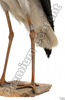Black stork leg 0032.jpg